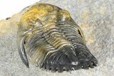Flying Hollardops Trilobite With Gerastos - Multi-Toned Shell #384186-5